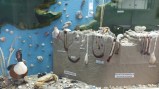 muschelmuseum-hooksiel